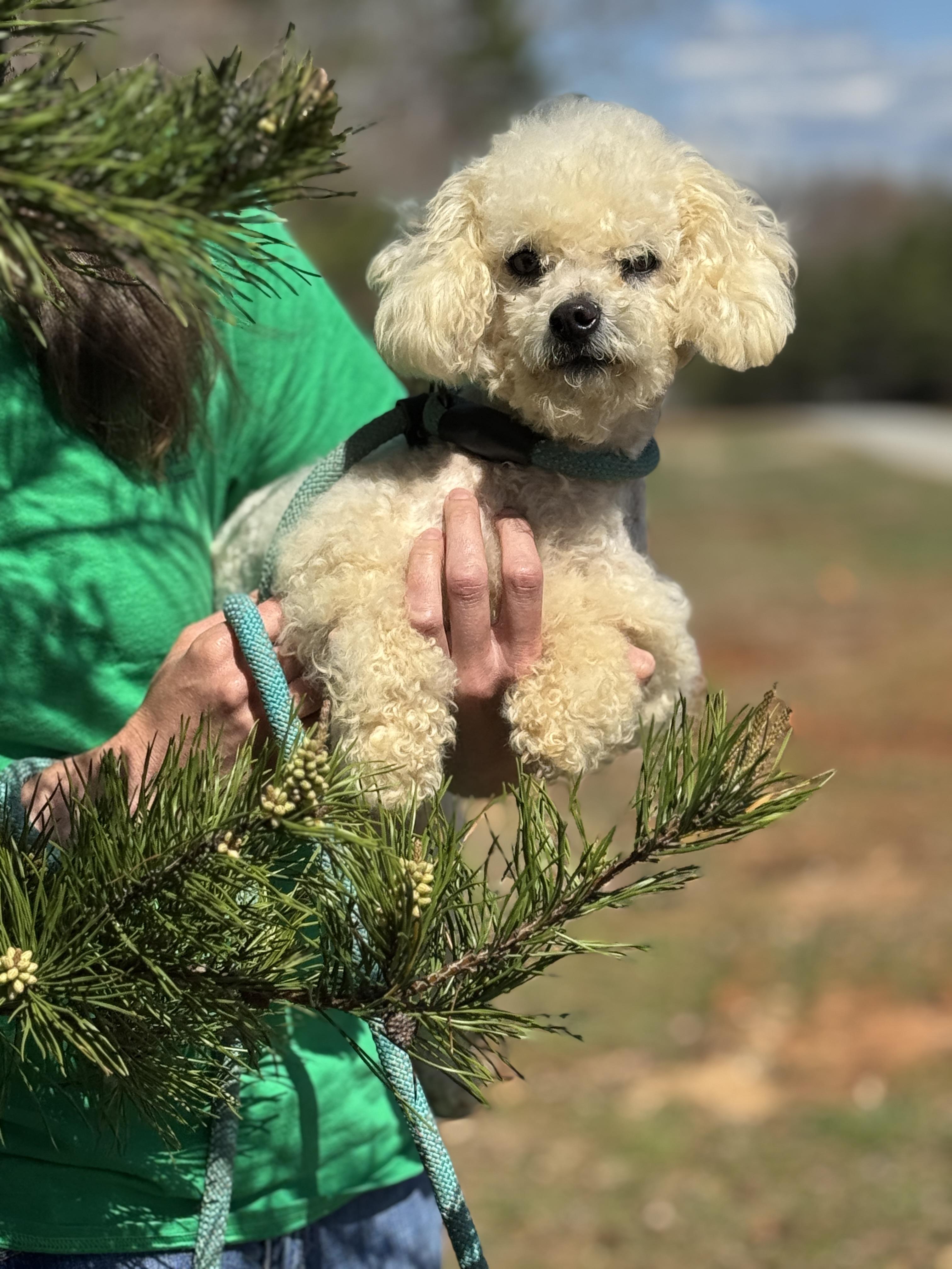 Enlarge Precious , a ADOPTABLE Bichon Frise in Richmond, VA image 3/6