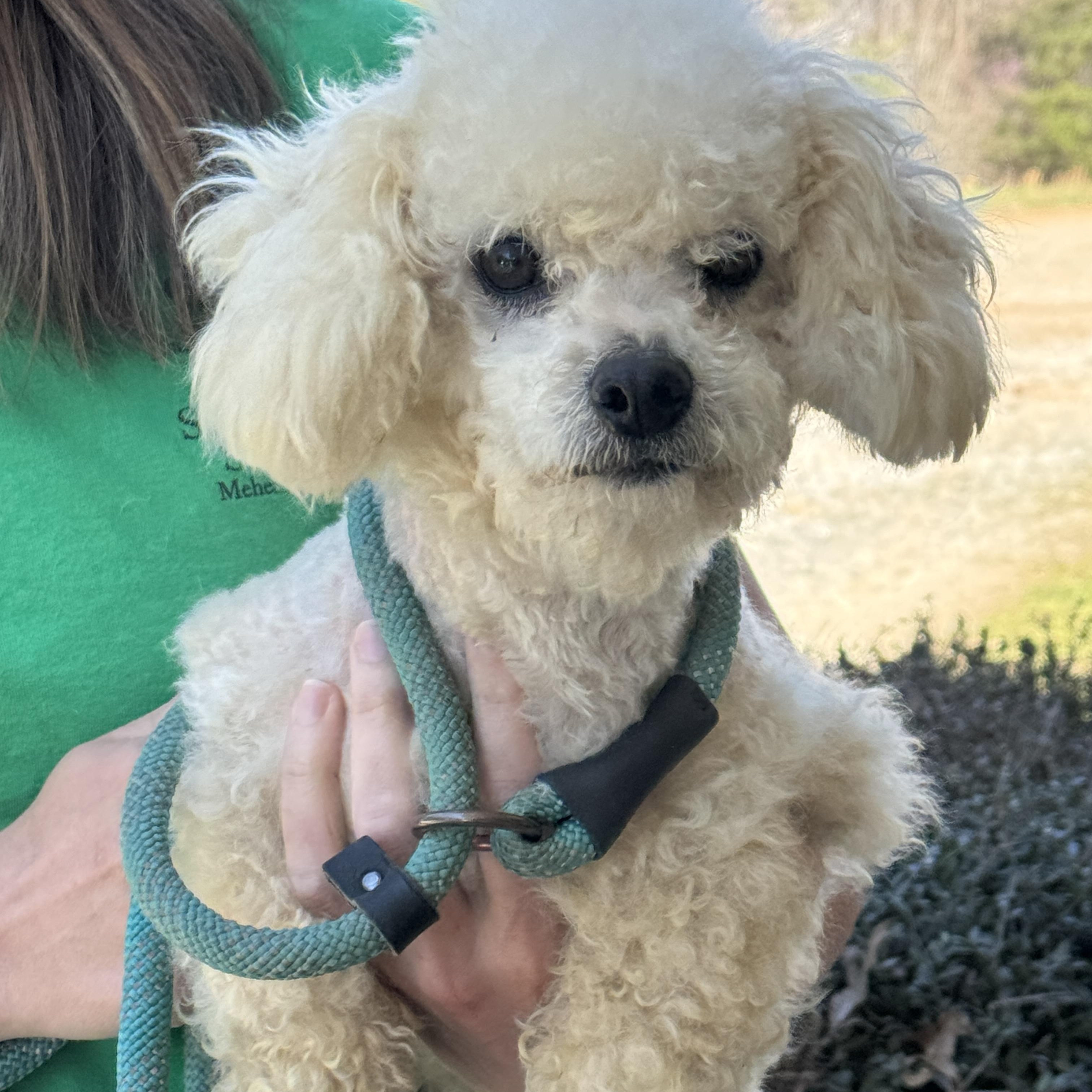 Enlarge Precious , a ADOPTABLE Bichon Frise in Richmond, VA image 6/6