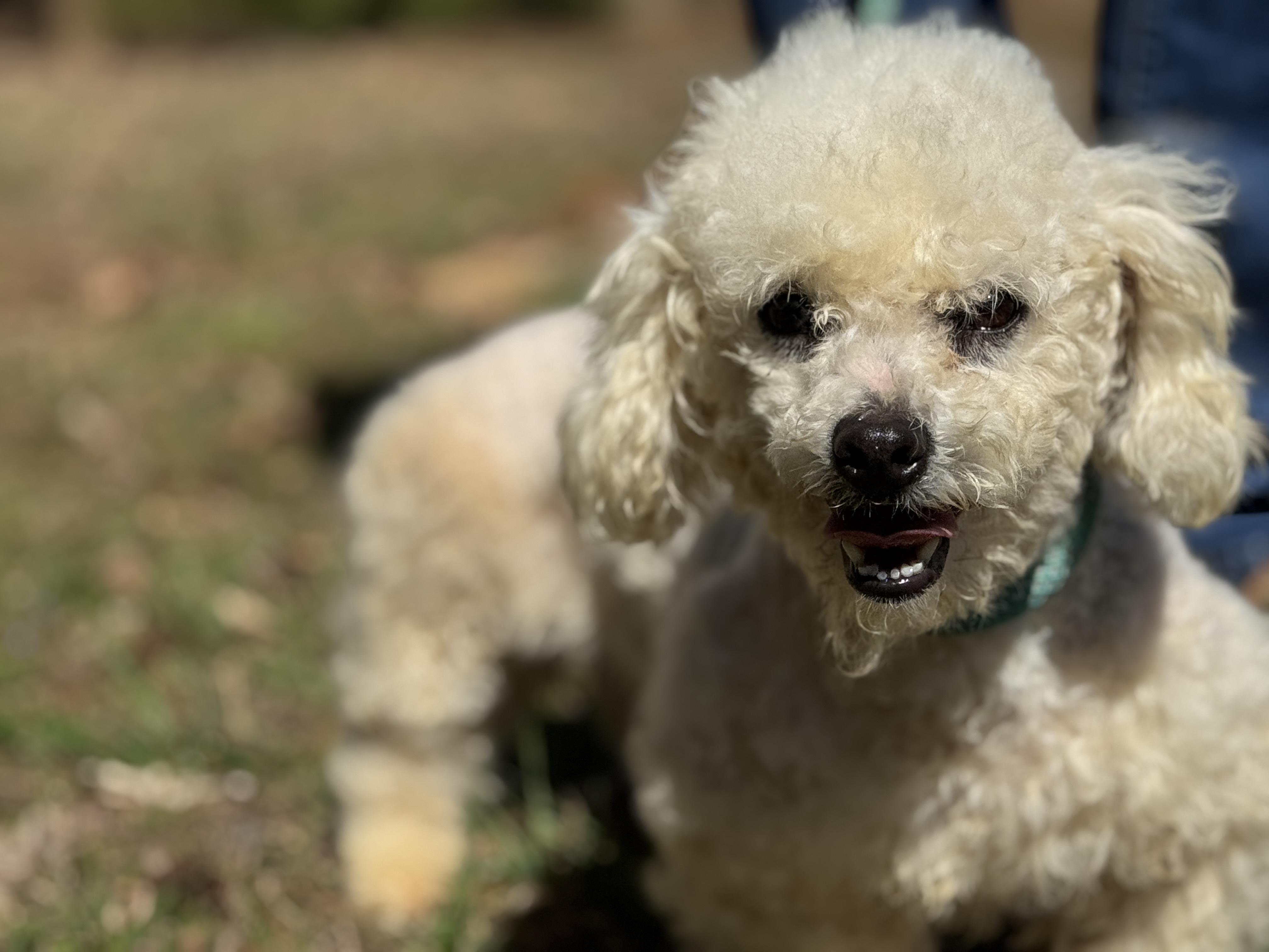 Enlarge Precious , a ADOPTABLE Bichon Frise in Richmond, VA image 2/6