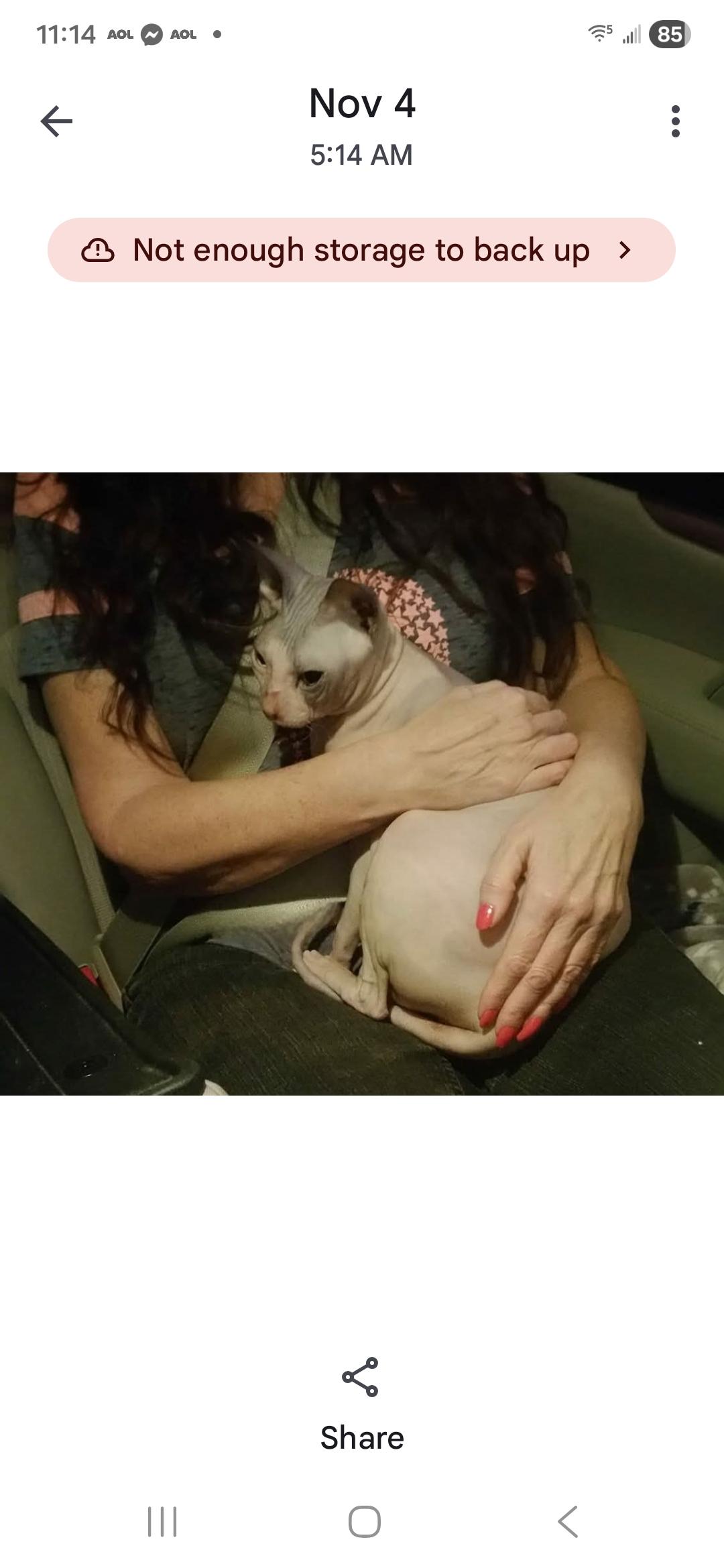 Enlarge Boba, a Adoptable Sphynx / Hairless Cat in Nashville, TN image 1/1