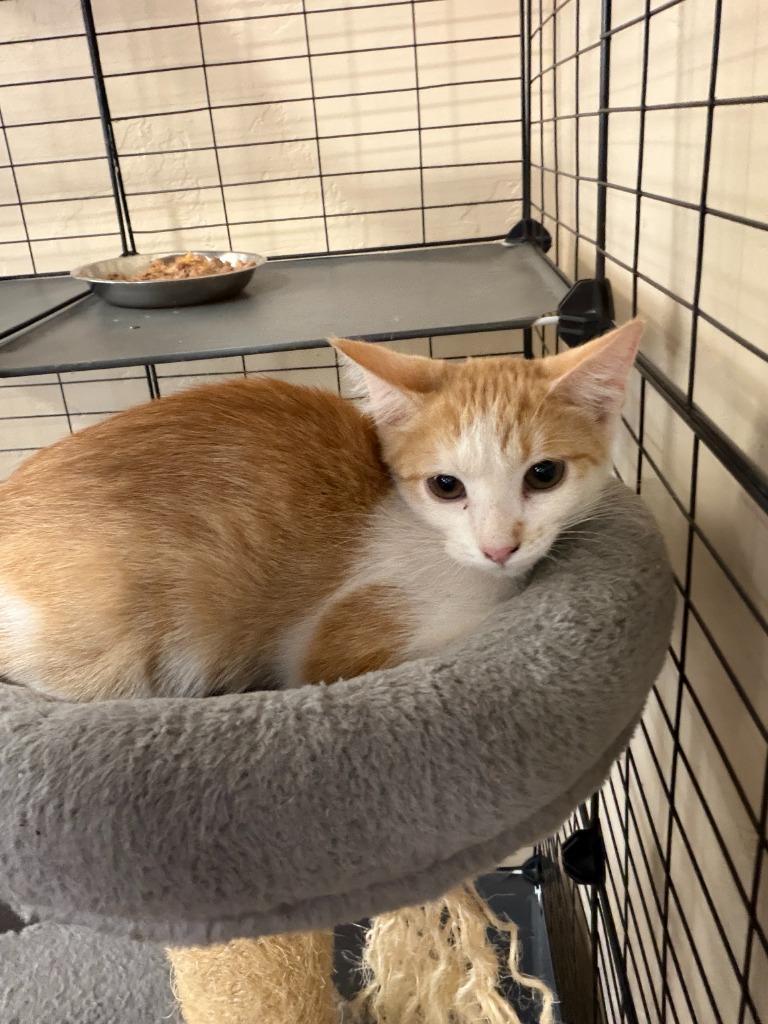 Cedar, Adoptable, Kitten Male Domestic Short Hair.