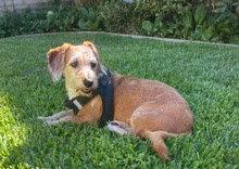 Peaches - South Bay LA, Adopted, Adult Female Dachshund.