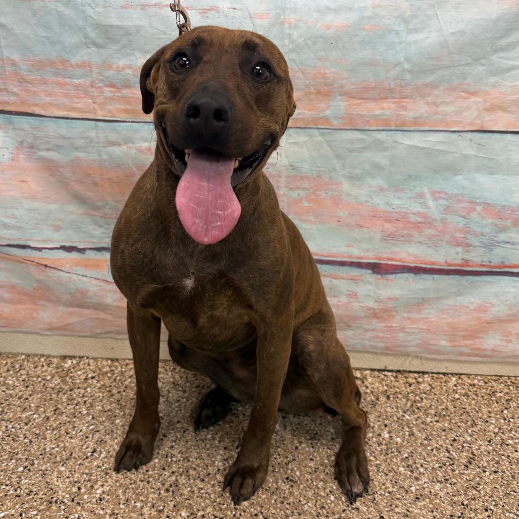 Vicky, a Adoptable Mixed Breed in Cheyenne, WY image 1/2