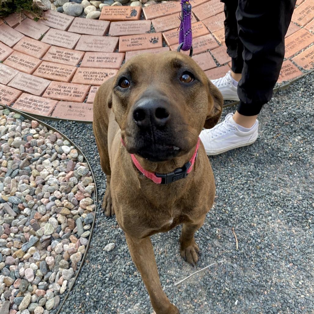 Vicky, a Adoptable Mixed Breed in Cheyenne, WY image 2/2