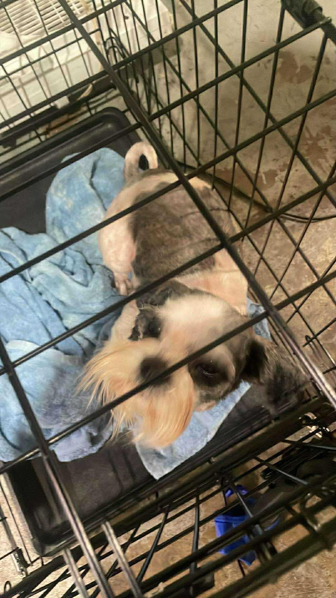 Peanut, Adoptable, Young Male Shih Tzu.