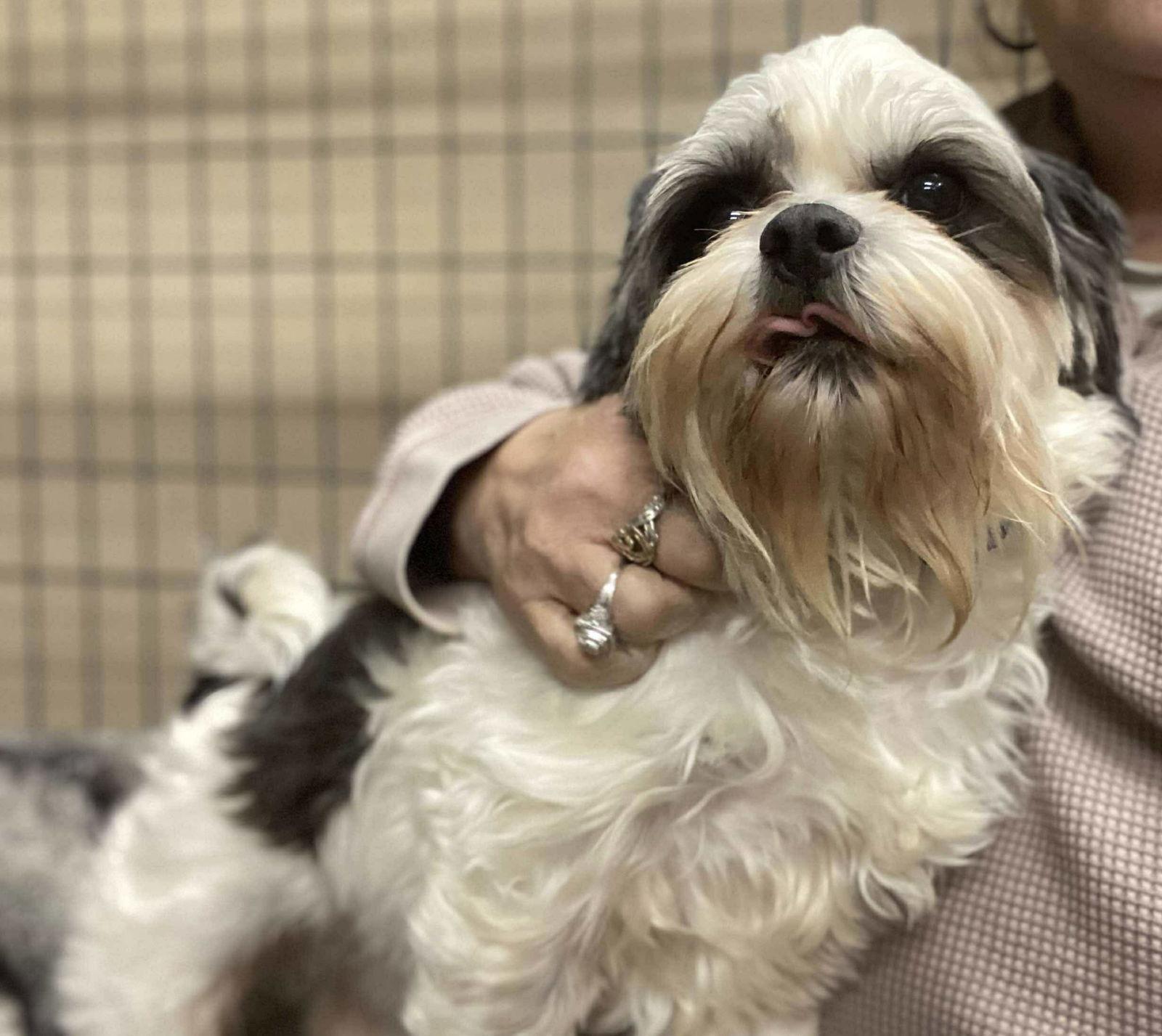 Peanut, a Adoptable Shih Tzu in Lewistown, PA image 2/3