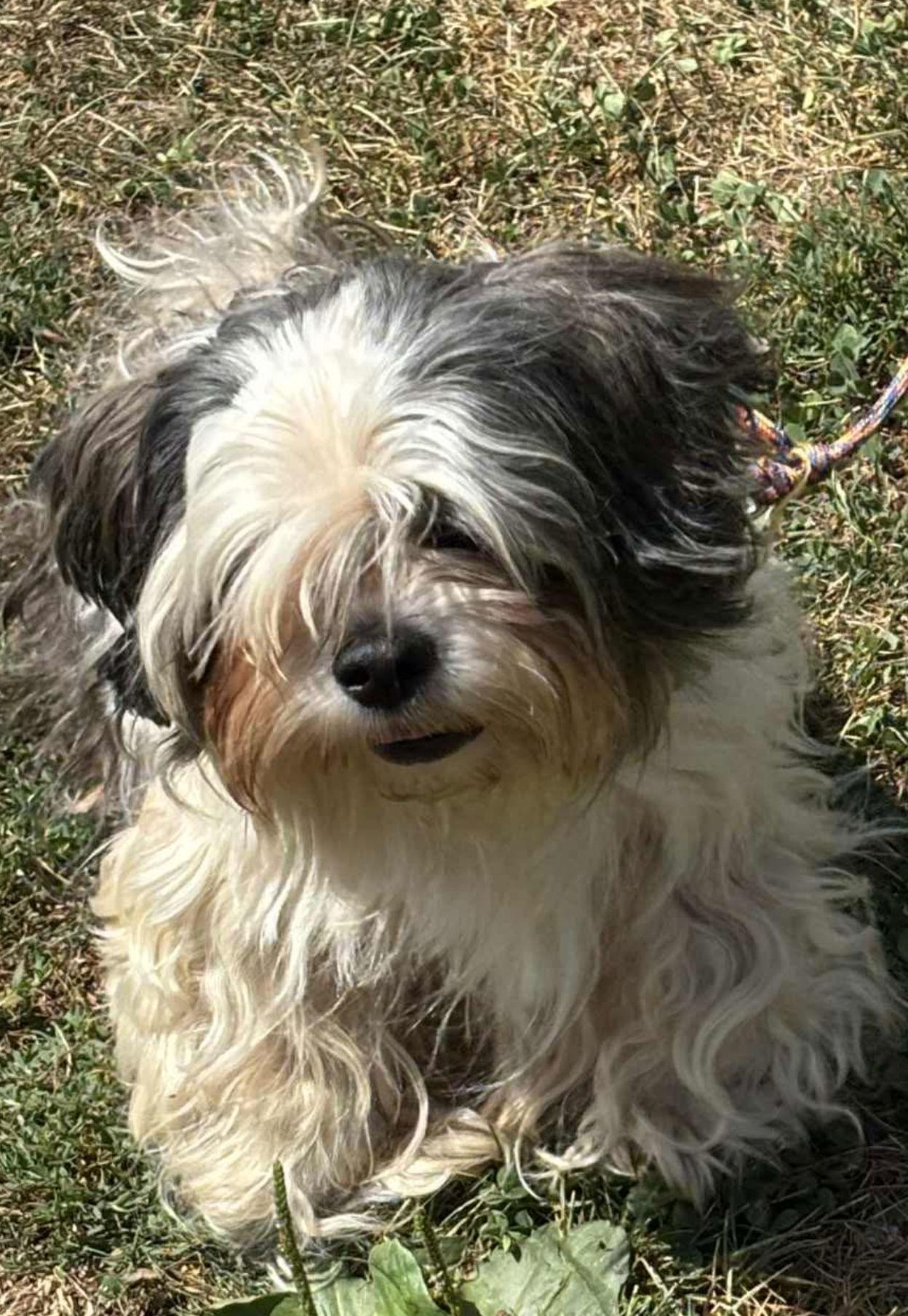 Peanut, a Adoptable Shih Tzu in Lewistown, PA image 3/3