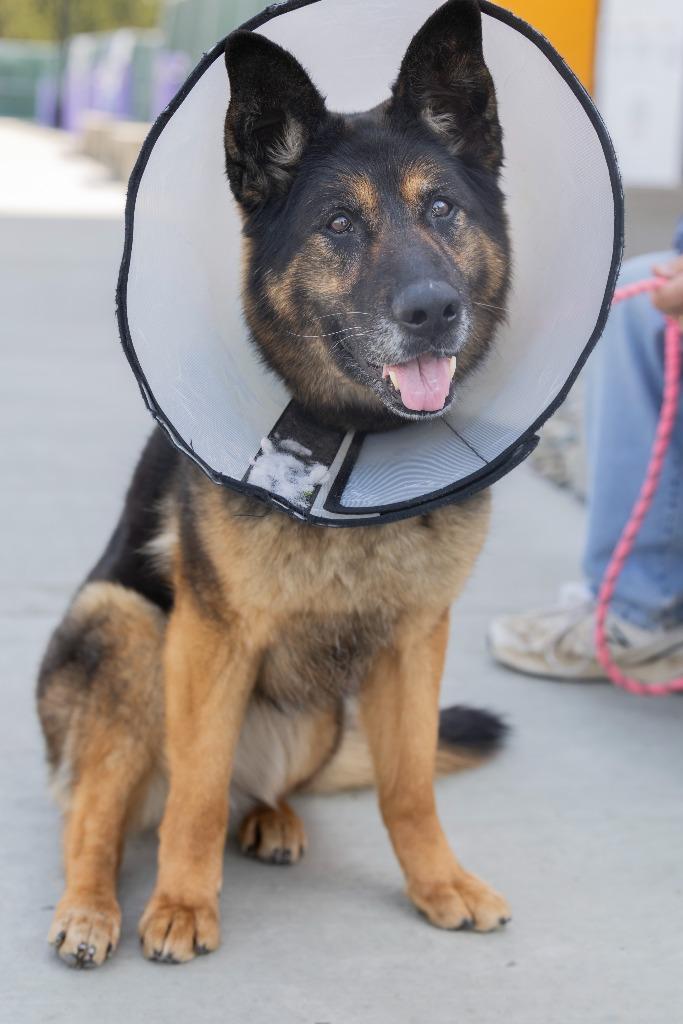 Enlarge Kitana, a Adoptable Mixed Breed in Dearborn, MI image 2/6