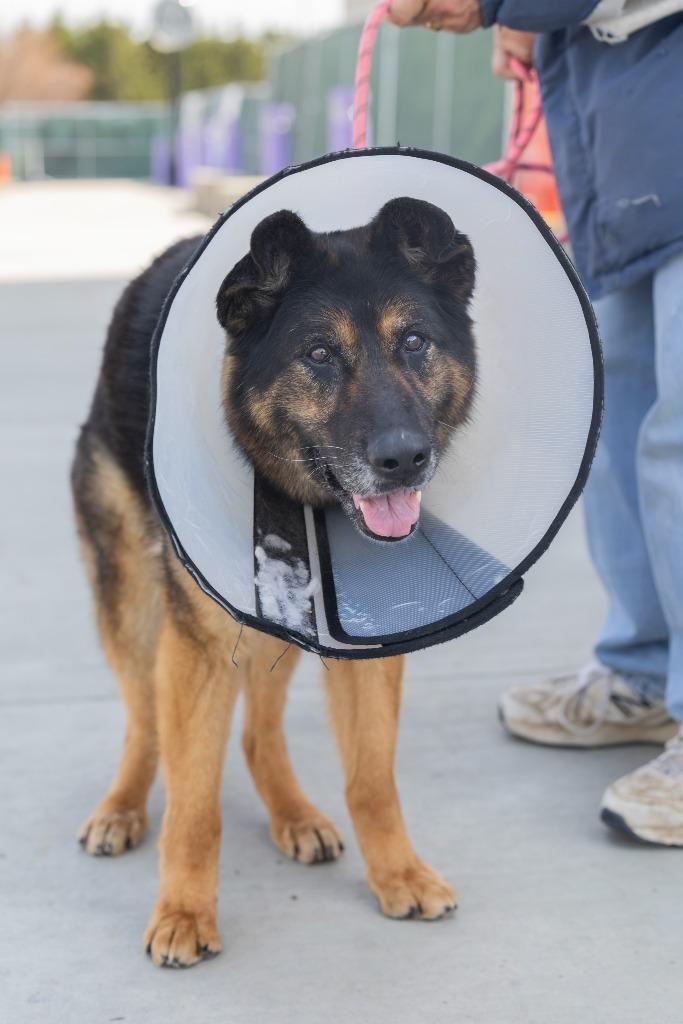 Enlarge Kitana, a Adoptable Mixed Breed in Dearborn, MI image 3/6