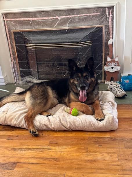 Kitana, Adoptable, Adult Female Mixed Breed.