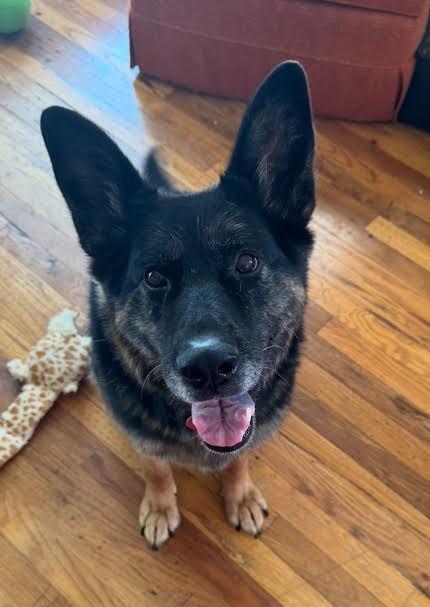 Enlarge Kitana, a Adoptable Mixed Breed in Dearborn, MI image 5/6