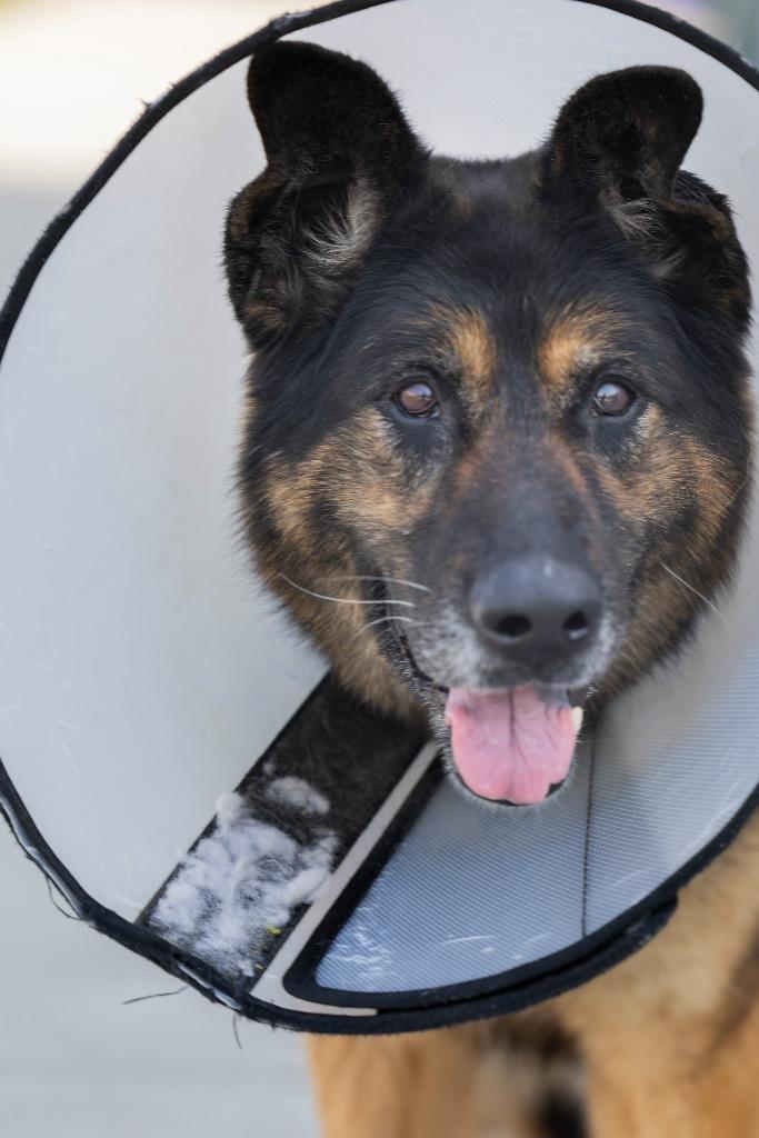 Enlarge Kitana, a Adoptable Mixed Breed in Dearborn, MI image 6/6