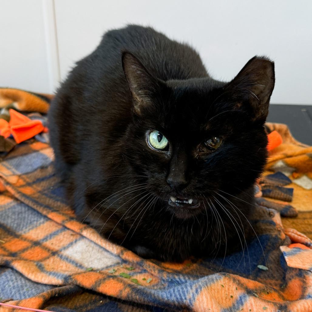 Carrot, Adoptable, Adult Female Domestic Short Hair.
