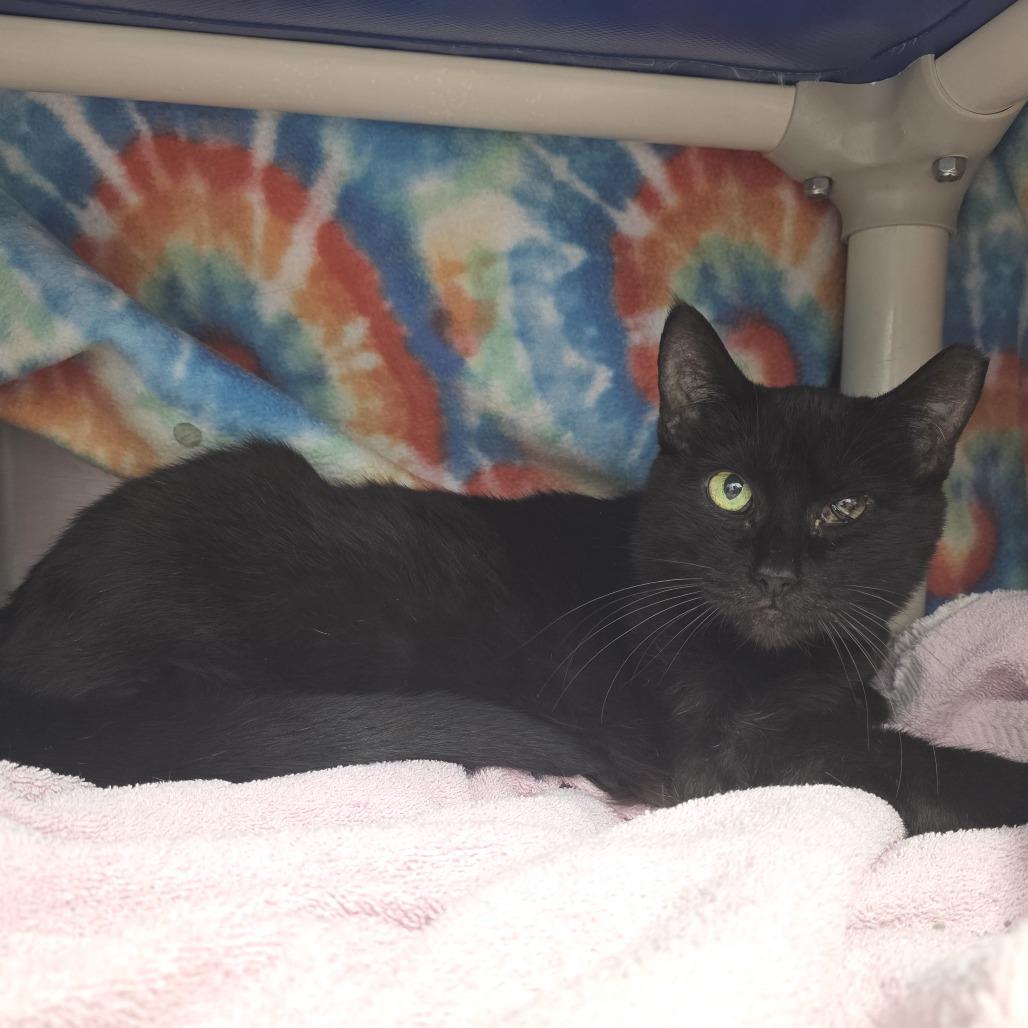 Enlarge Carrot, a Adoptable Domestic Short Hair in Fort Wayne, IN image 2/4