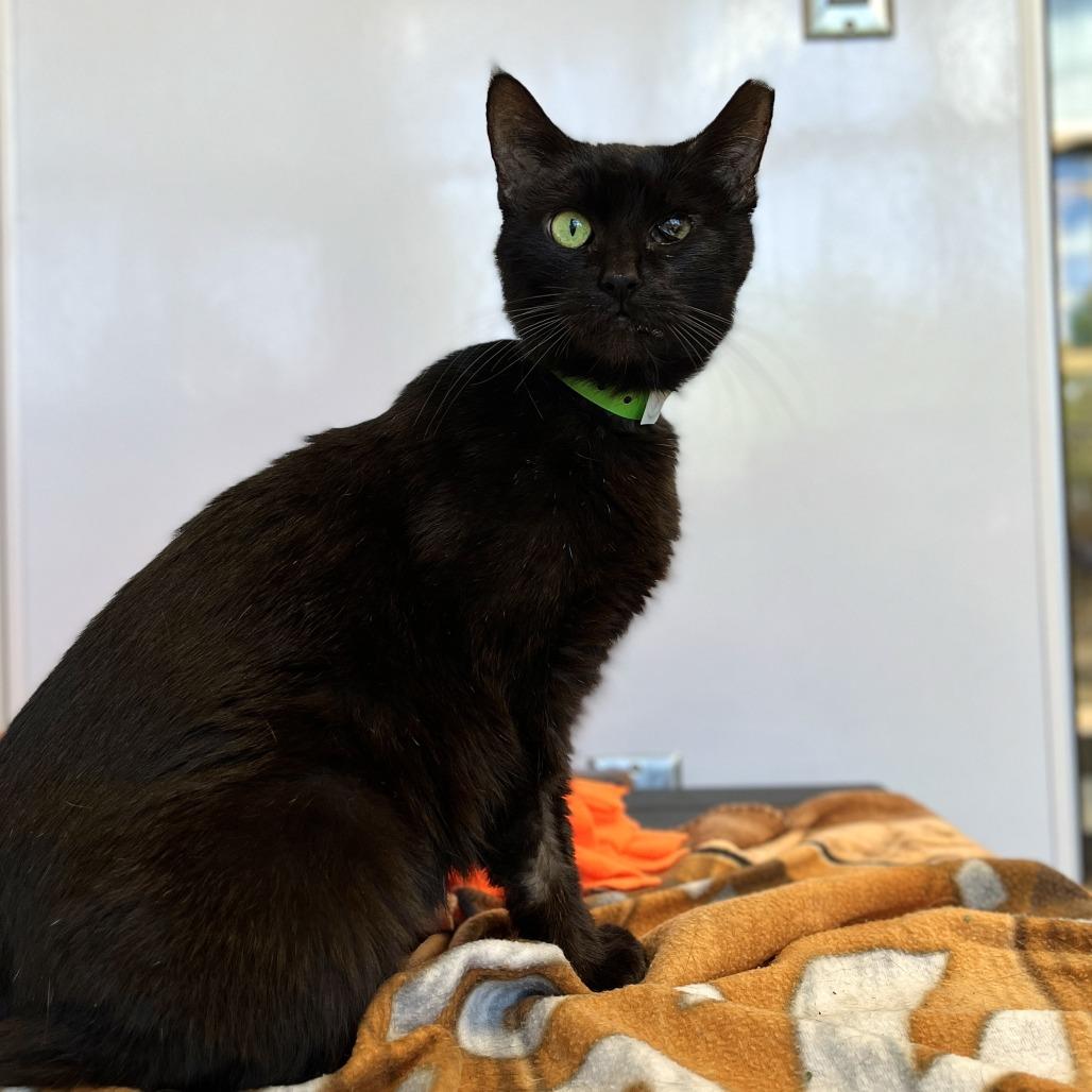 Enlarge Carrot, a Adoptable Domestic Short Hair in Fort Wayne, IN image 3/4