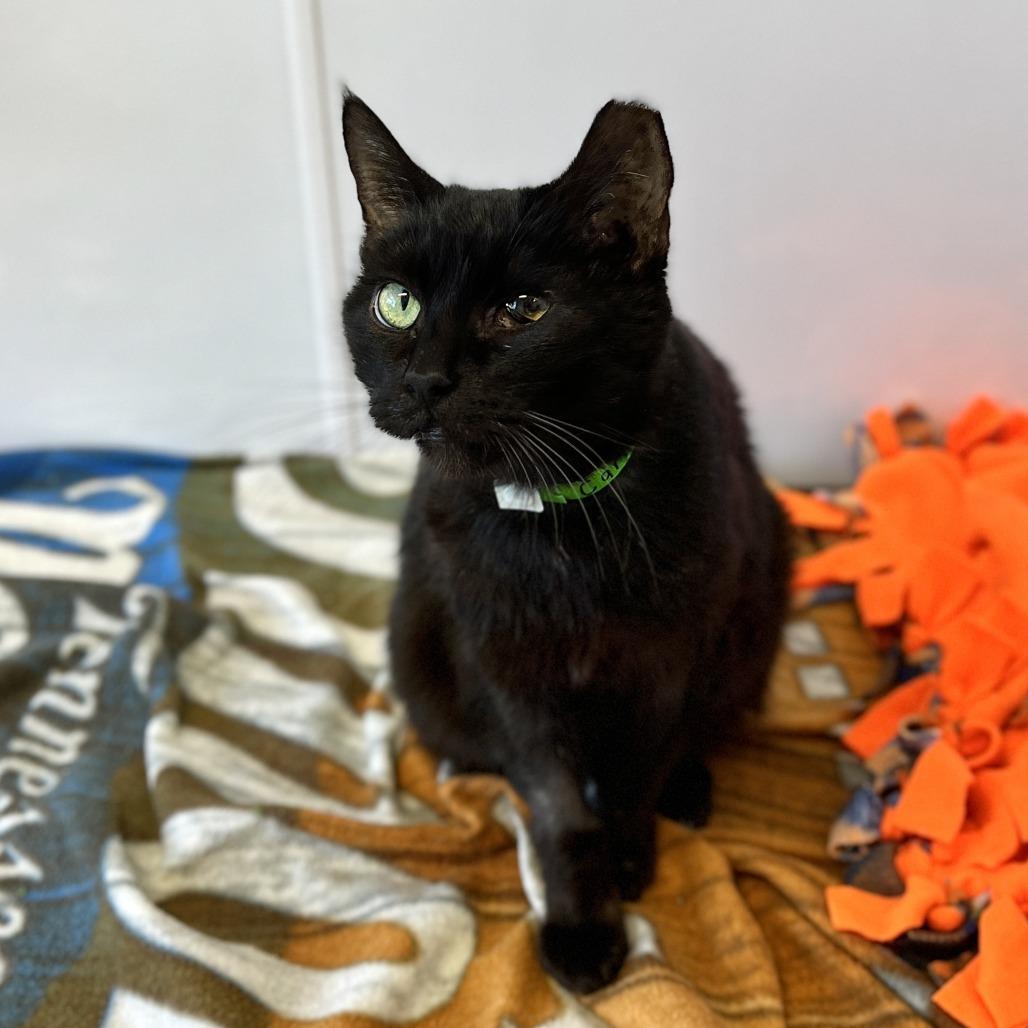 Enlarge Carrot, a Adoptable Domestic Short Hair in Fort Wayne, IN image 4/4