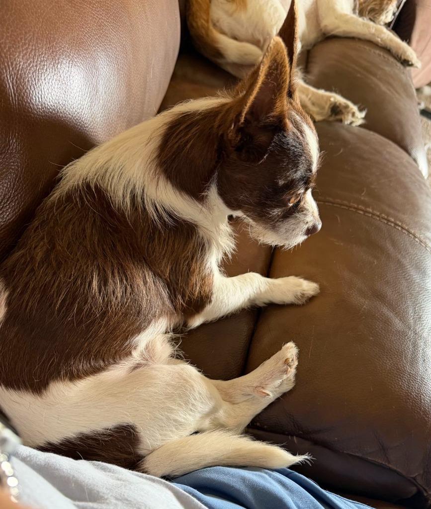 Rip, Adoptable, Adult Male Yorkshire Terrier & Chihuahua.