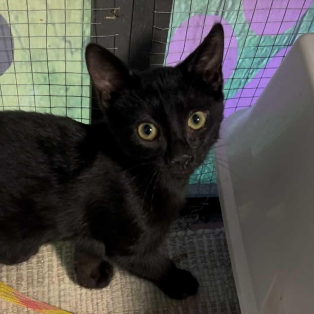 Grasshopper, a Adoptable mixed breed in Antioch, CA image 2/2