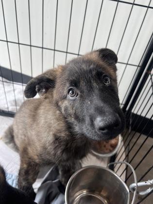 Zuppa — thumbnail 2