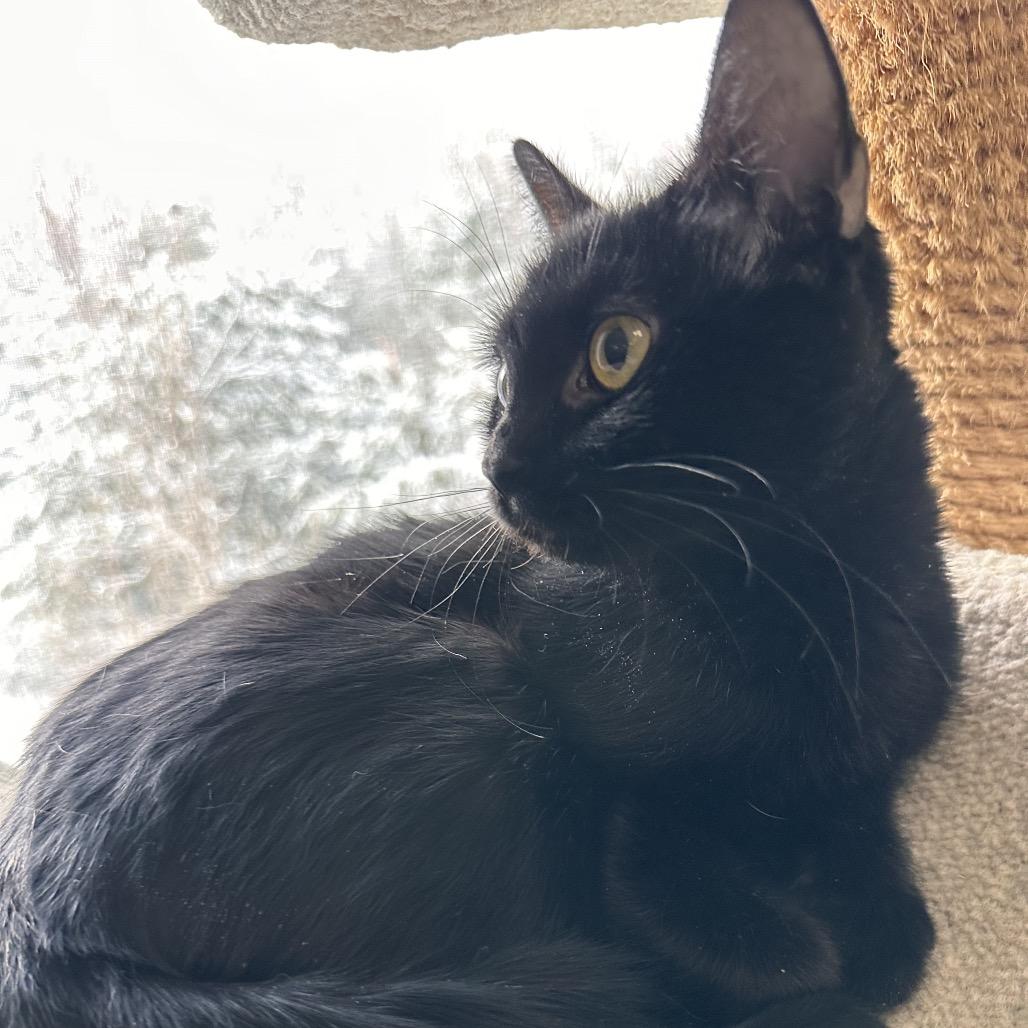 Lilly, Adoptable, Adult Female Domestic Short Hair.