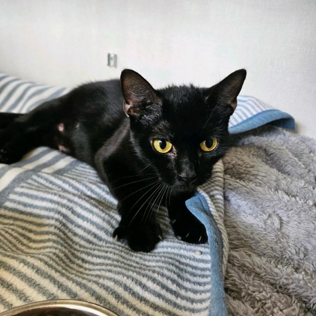 Enlarge Lilly, a Adoptable Domestic Short Hair in Conway, NH image 1/1