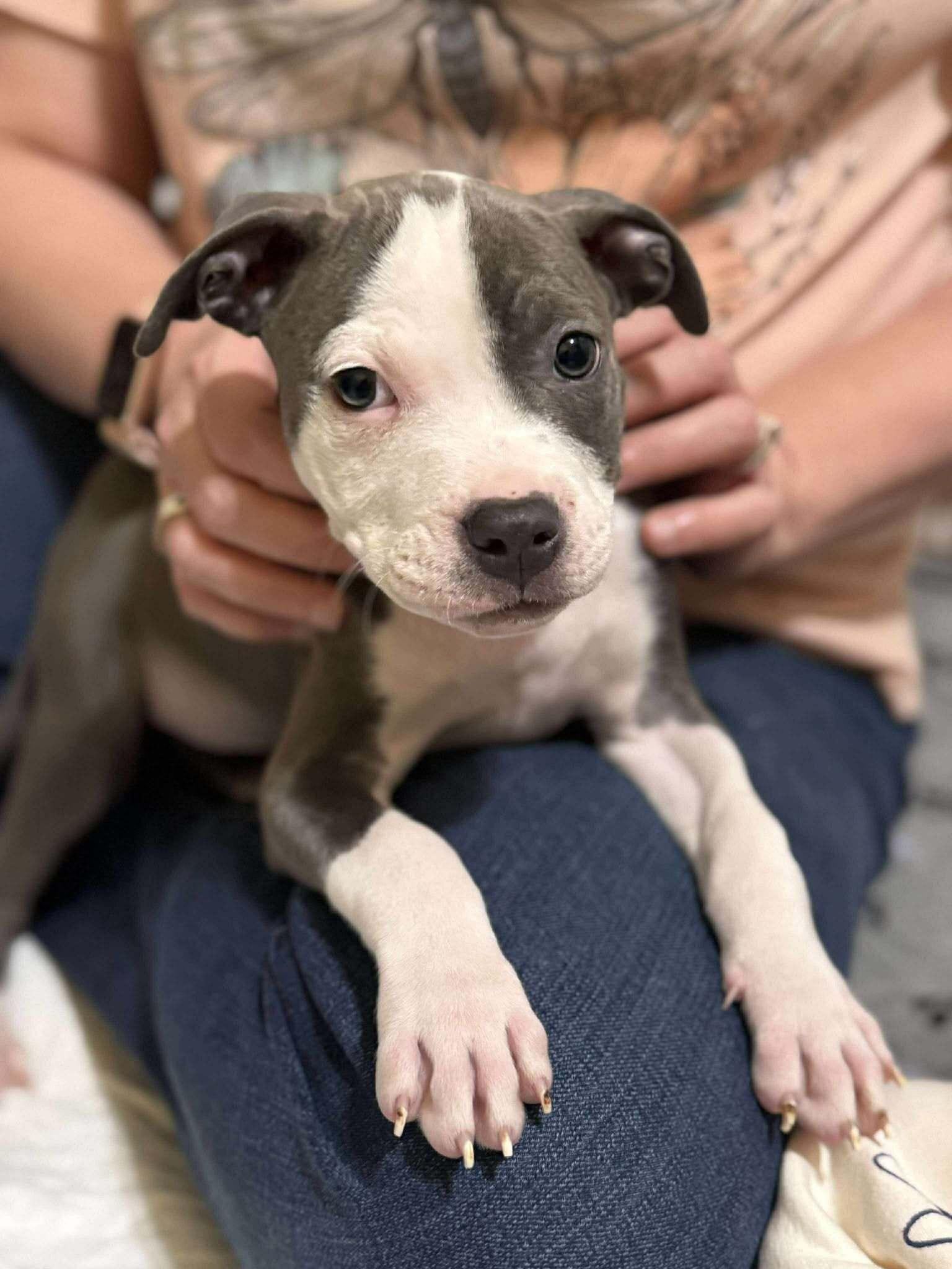 Enlarge Garden Girl Puppy Dahlia, a Adopted Pit Bull Terrier in Rockville, MD image 1/1