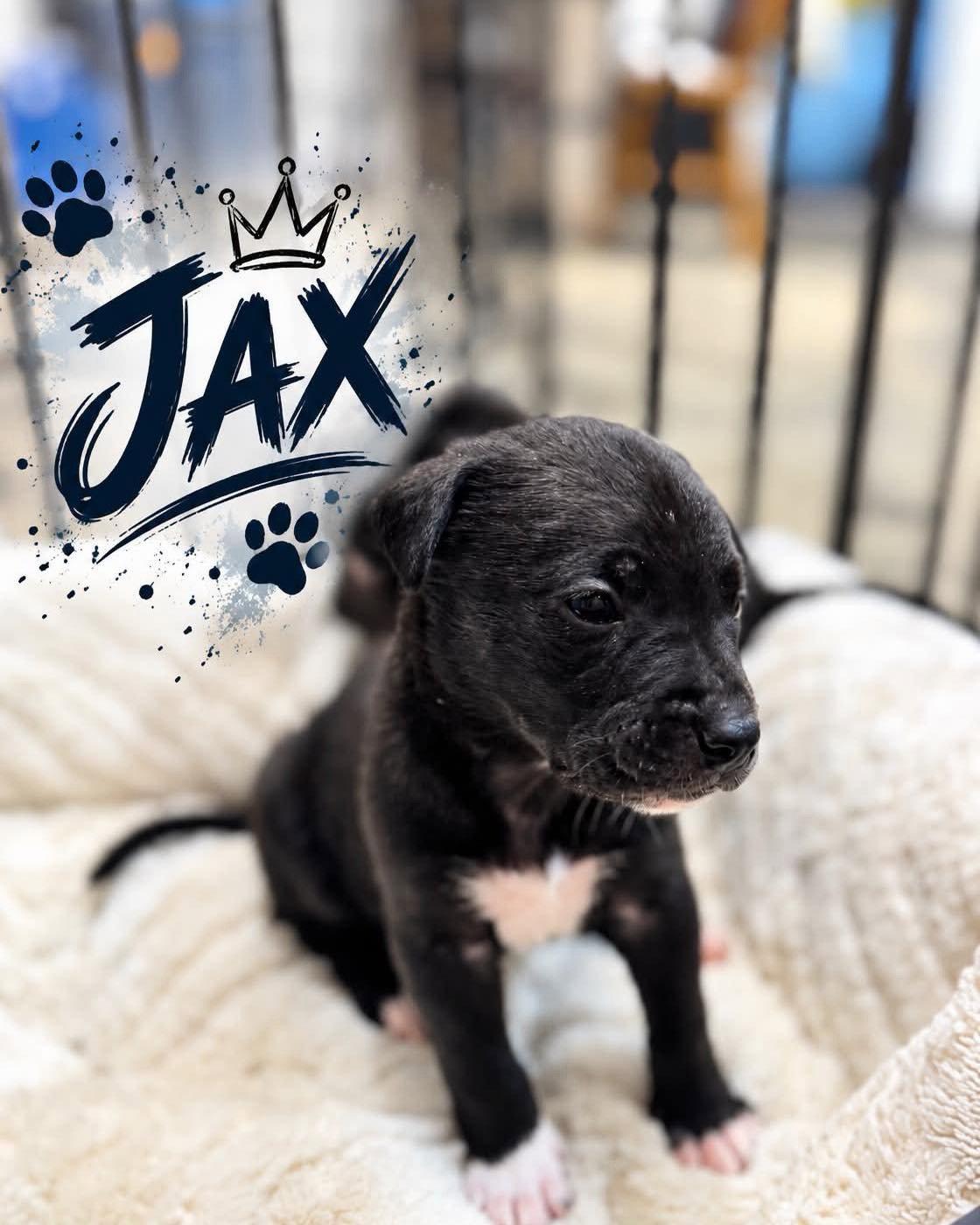 Jax photo