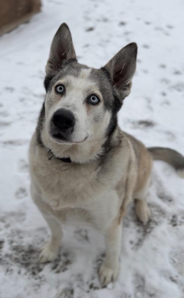 Enlarge Bohdi, a Adoptable Husky in Bemidji, MN image 1/6