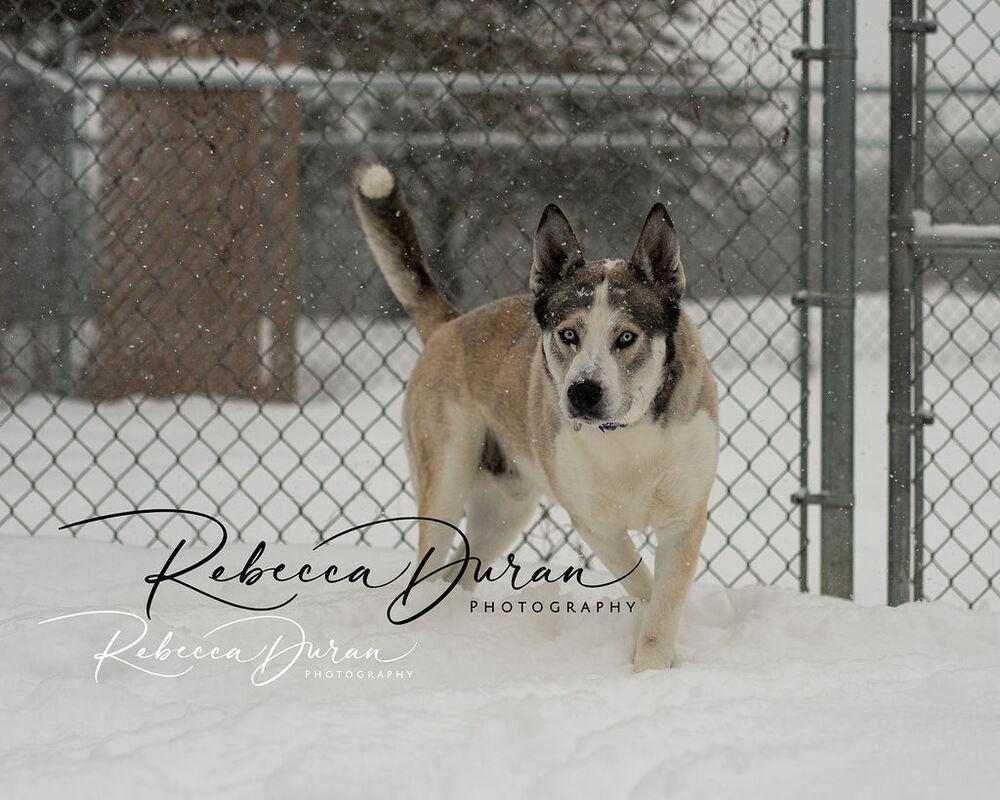 Enlarge Bohdi, a Adoptable Husky in Bemidji, MN image 2/6