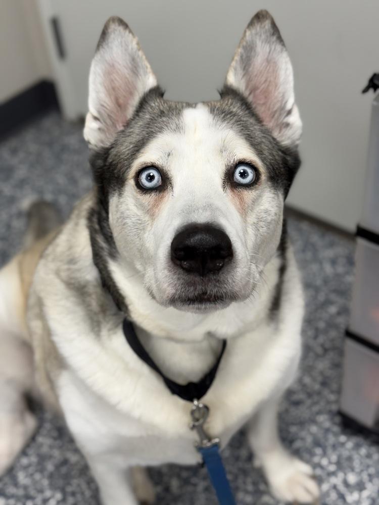 Enlarge Bohdi, a Adoptable Husky in Bemidji, MN image 3/6