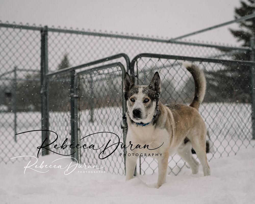 Enlarge Bohdi, a Adoptable Husky in Bemidji, MN image 4/6