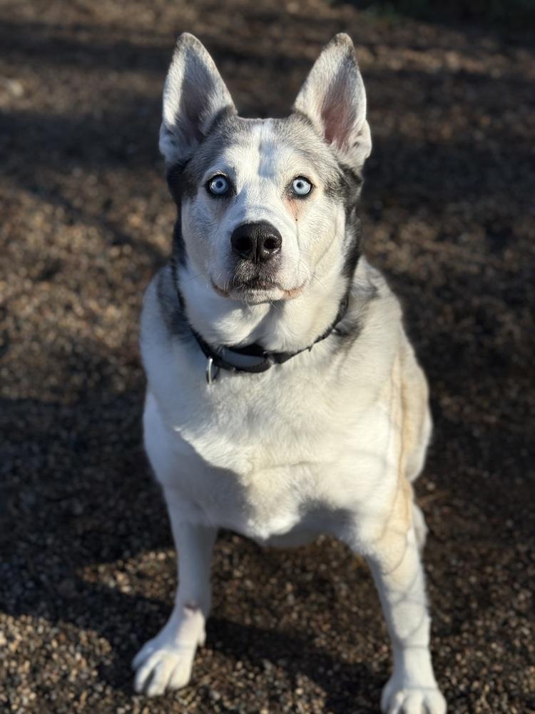 Enlarge Bohdi, a Adoptable Husky in Bemidji, MN image 5/6