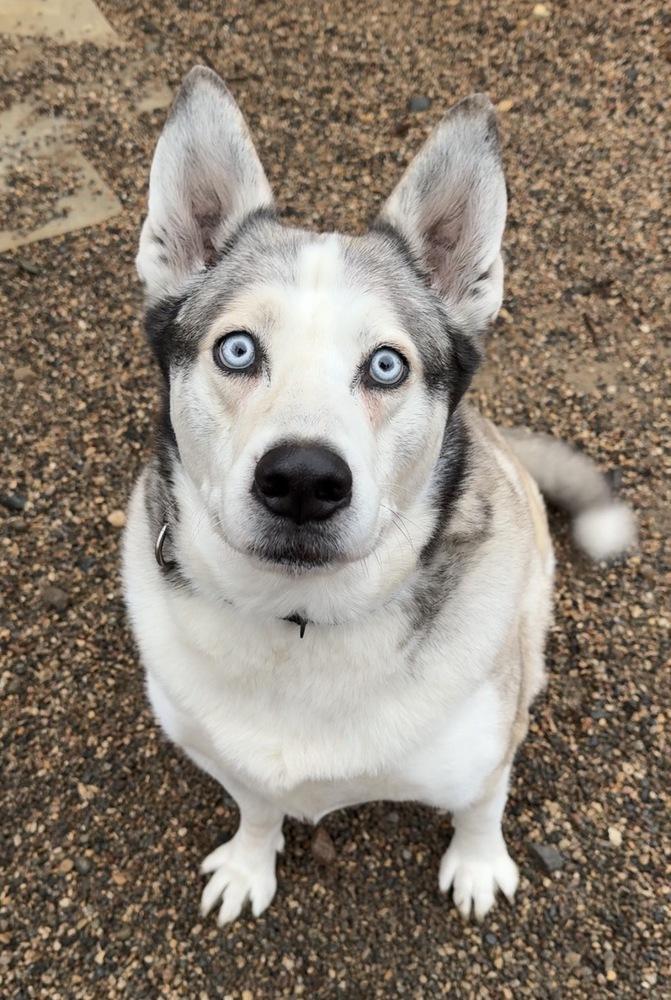 Enlarge Bohdi, a Adoptable Husky in Bemidji, MN image 6/6