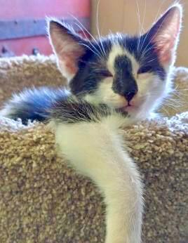 Bruce male born end of April 2025 Bruce is the definition of chill He loves to lounge stare dee