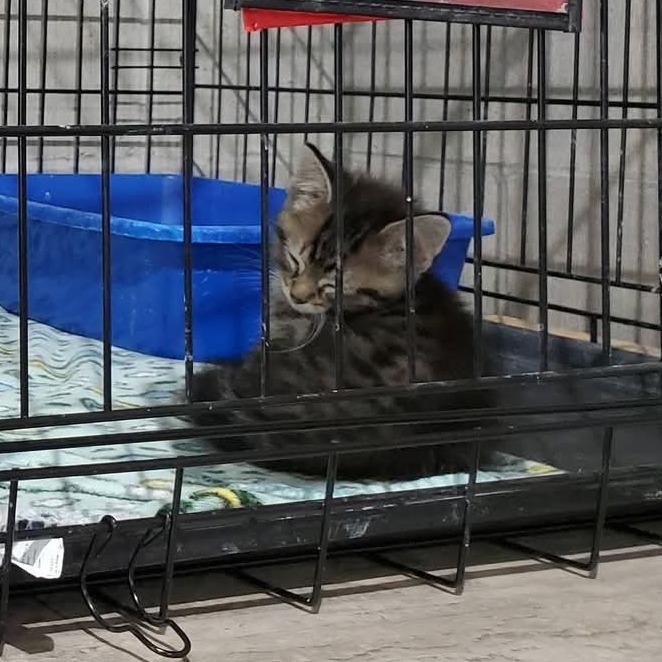 Enlarge Whiskey, a Adoptable Domestic Medium Hair in Mondovi, WI image 1/2
