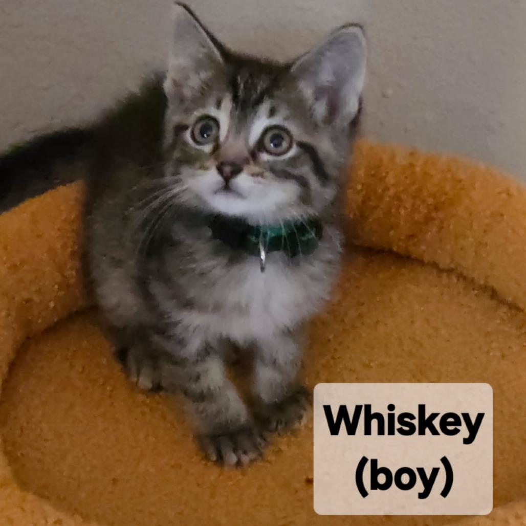 Enlarge Whiskey, a Adoptable Domestic Medium Hair in Mondovi, WI image 2/2
