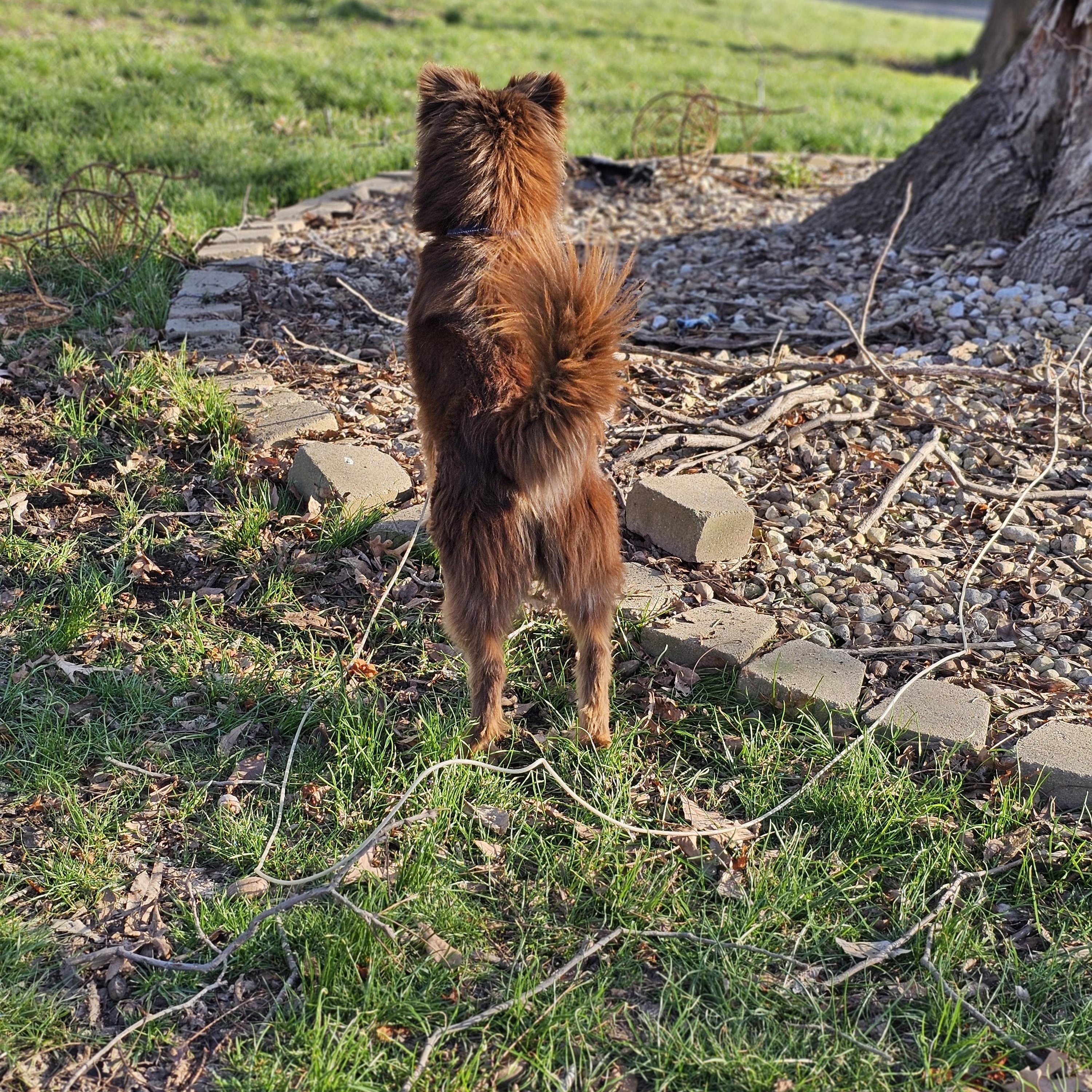 Enlarge Finn, a ADOPTABLE mixed breed in O Fallon, IL image 5/6