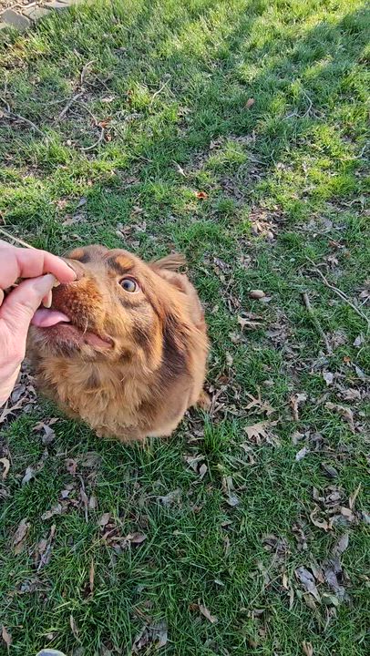 Enlarge Finn, a ADOPTABLE mixed breed in O Fallon, IL video 6/6