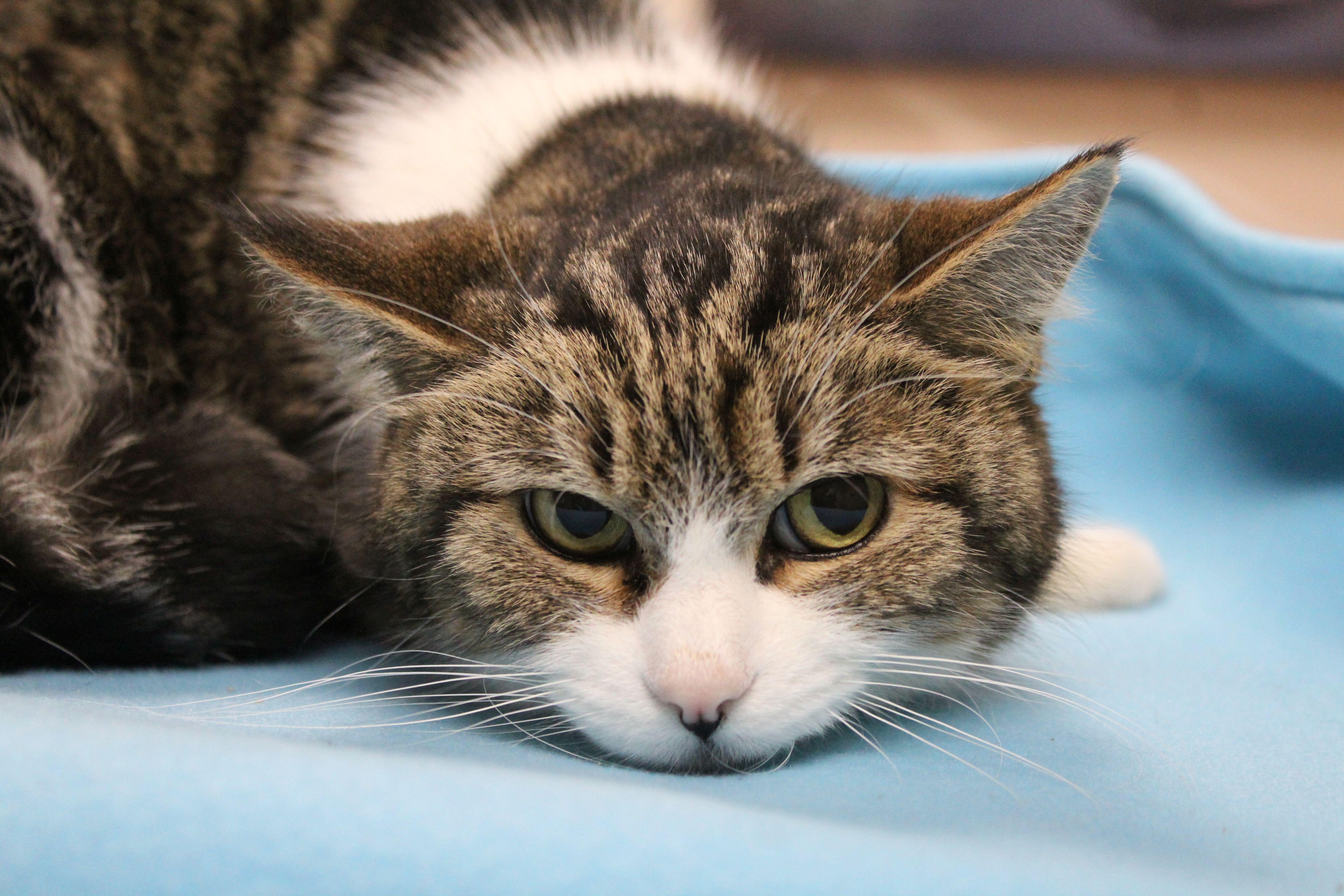 Enlarge Dylan, a ADOPTABLE mixed breed in Portage, WI image 1/2