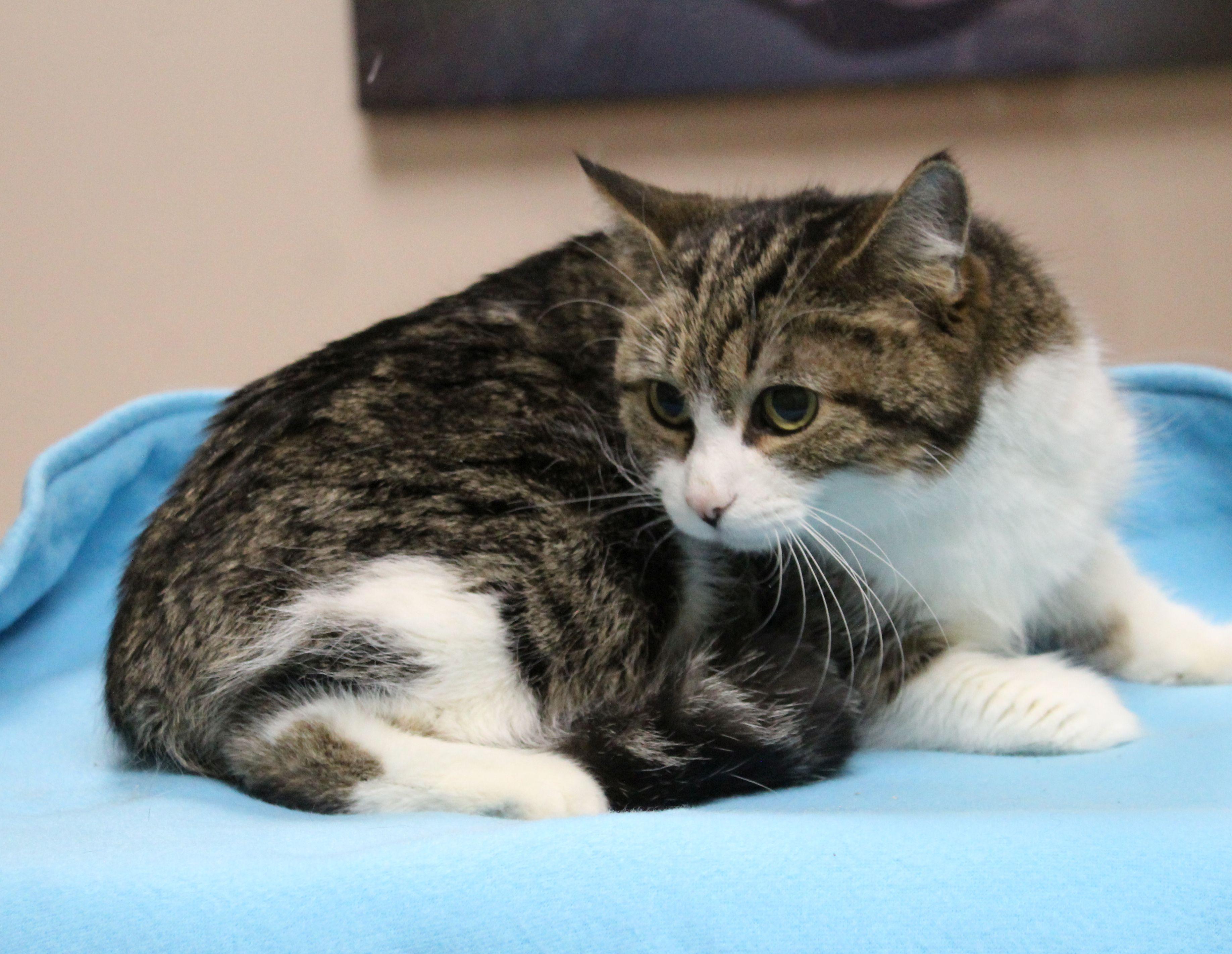 Enlarge Dylan, a ADOPTABLE mixed breed in Portage, WI image 2/2