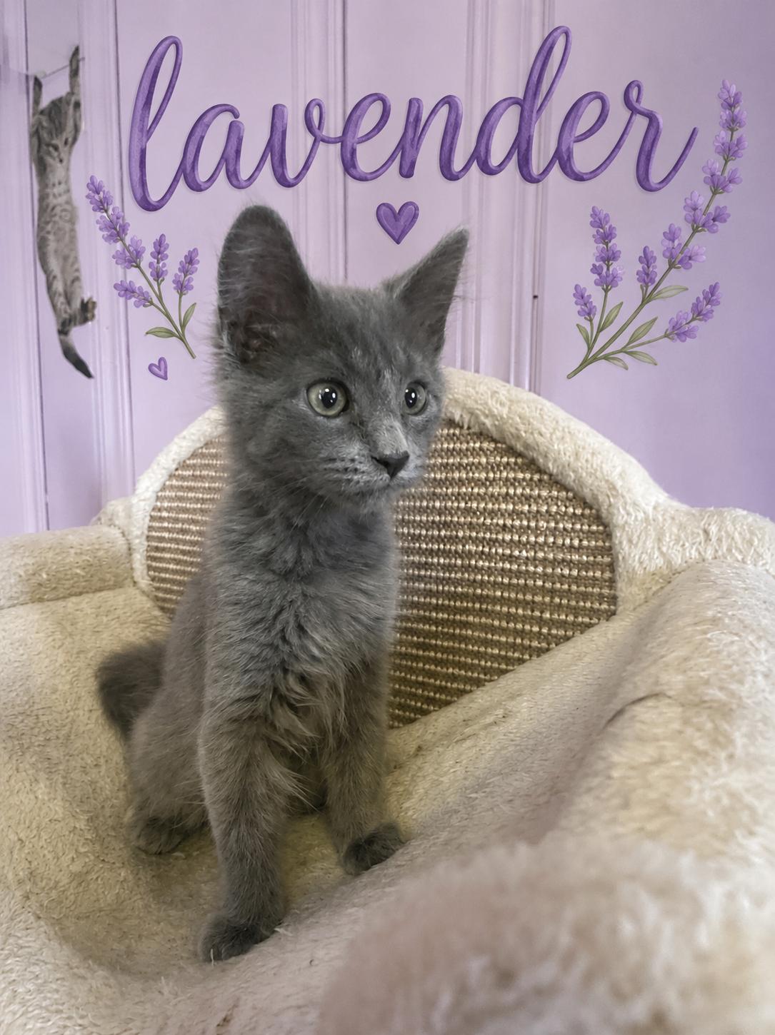 Lavender, adopted, Kitten Female American Shorthair.