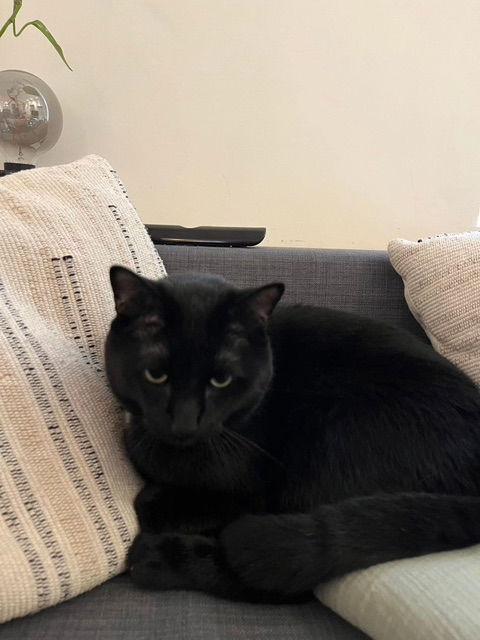 Enlarge Marcel, a Adoptable Domestic Short Hair in Montreal, QC image 1/3