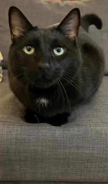 Enlarge Marcel, a Adoptable Domestic Short Hair in Montreal, QC image 2/3