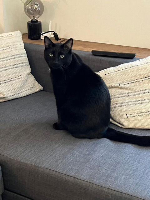 Enlarge Marcel, a Adoptable Domestic Short Hair in Montreal, QC image 3/3