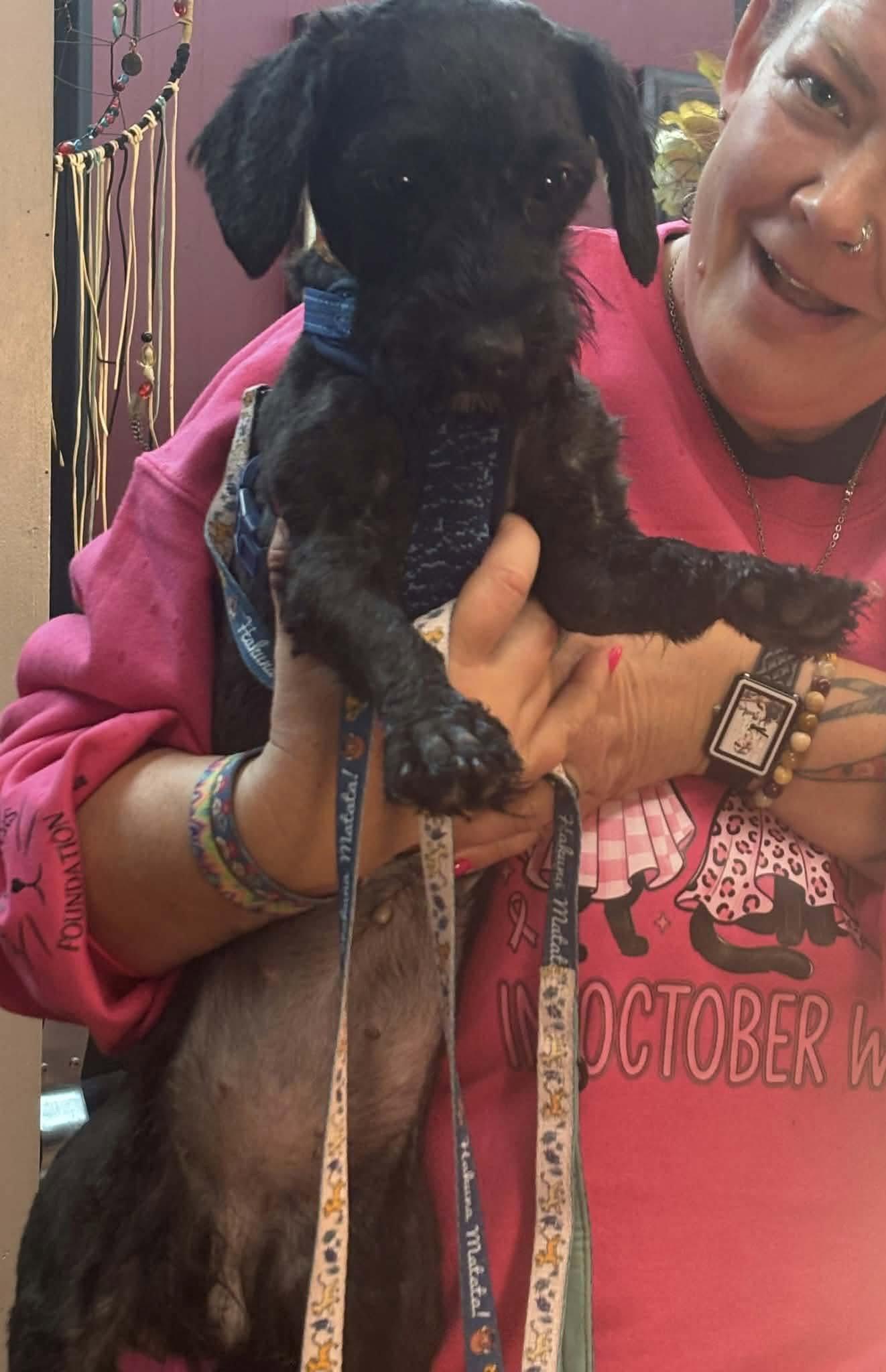 Zinny, Adopted, Young Female Poodle & Schnauzer.