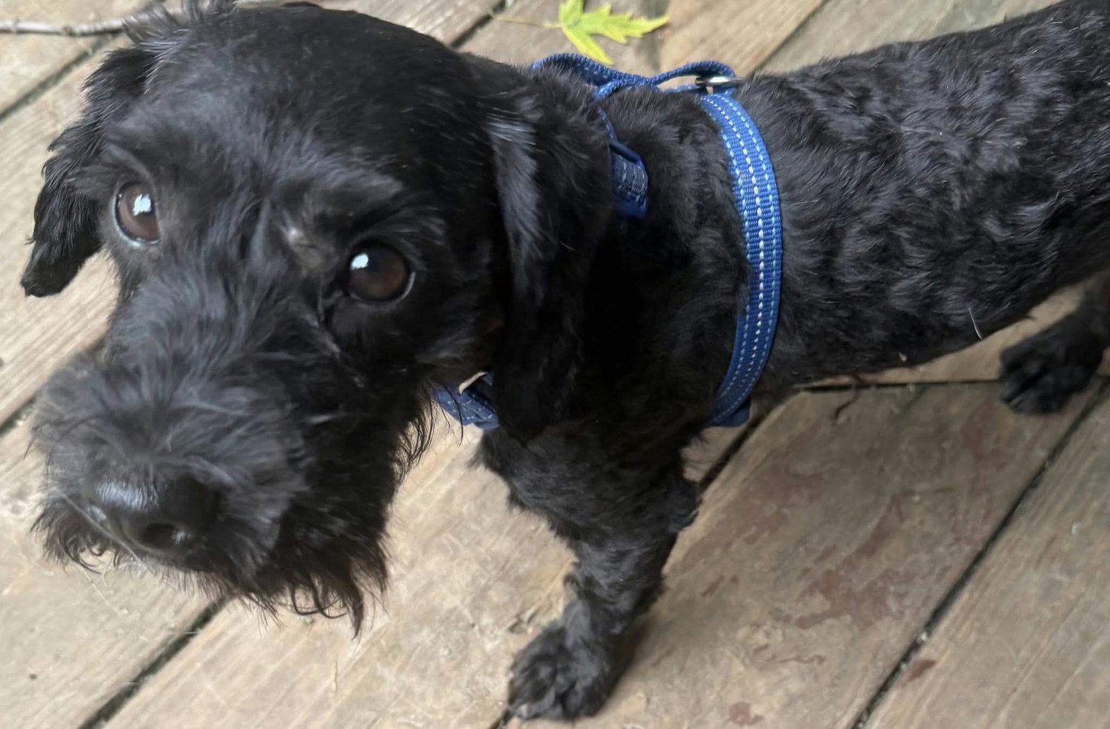 Enlarge Zinny, a Adopted mixed breed in hinckley, IL image 3/3