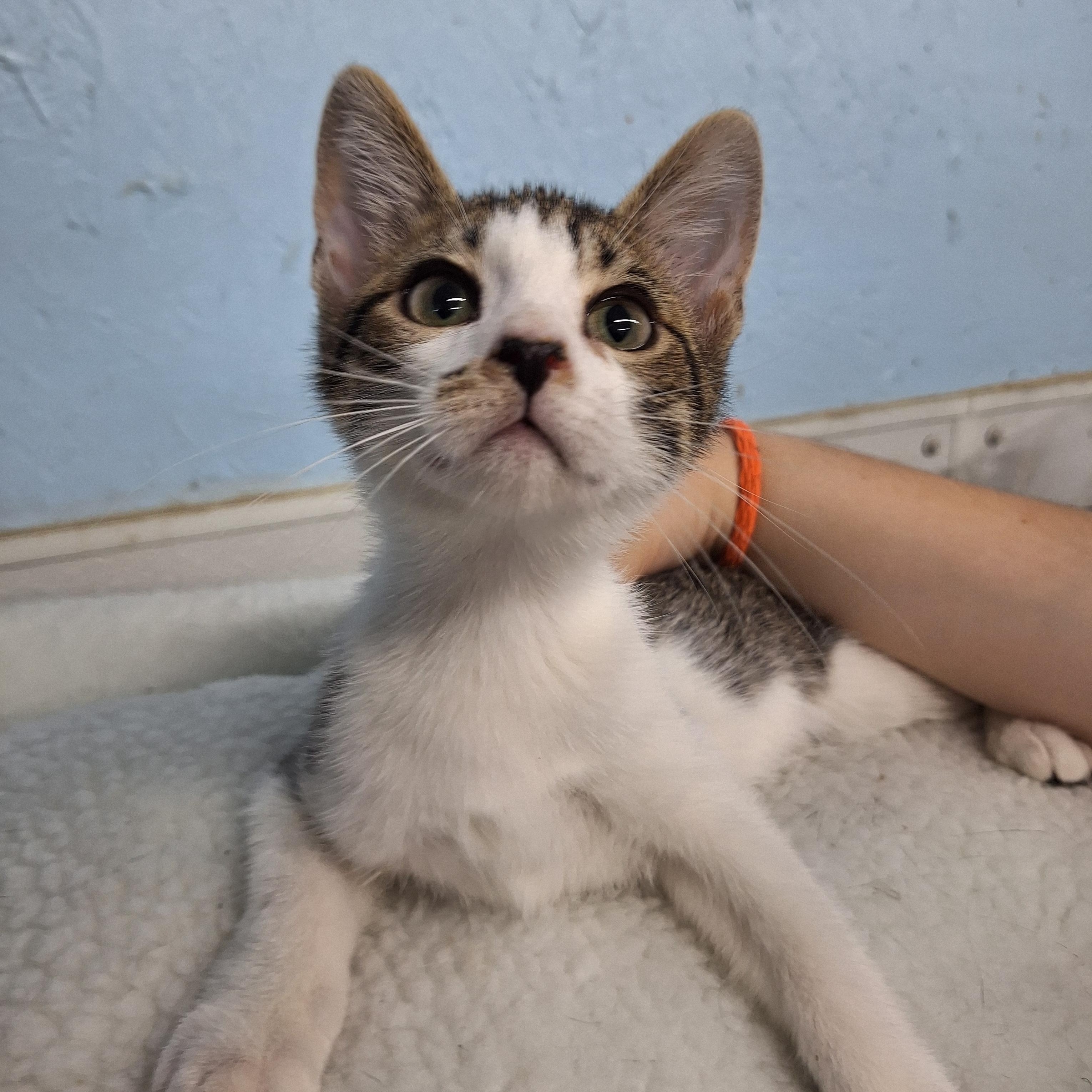 Leroy, ADOPTABLE, Kitten Male Domestic Short Hair.