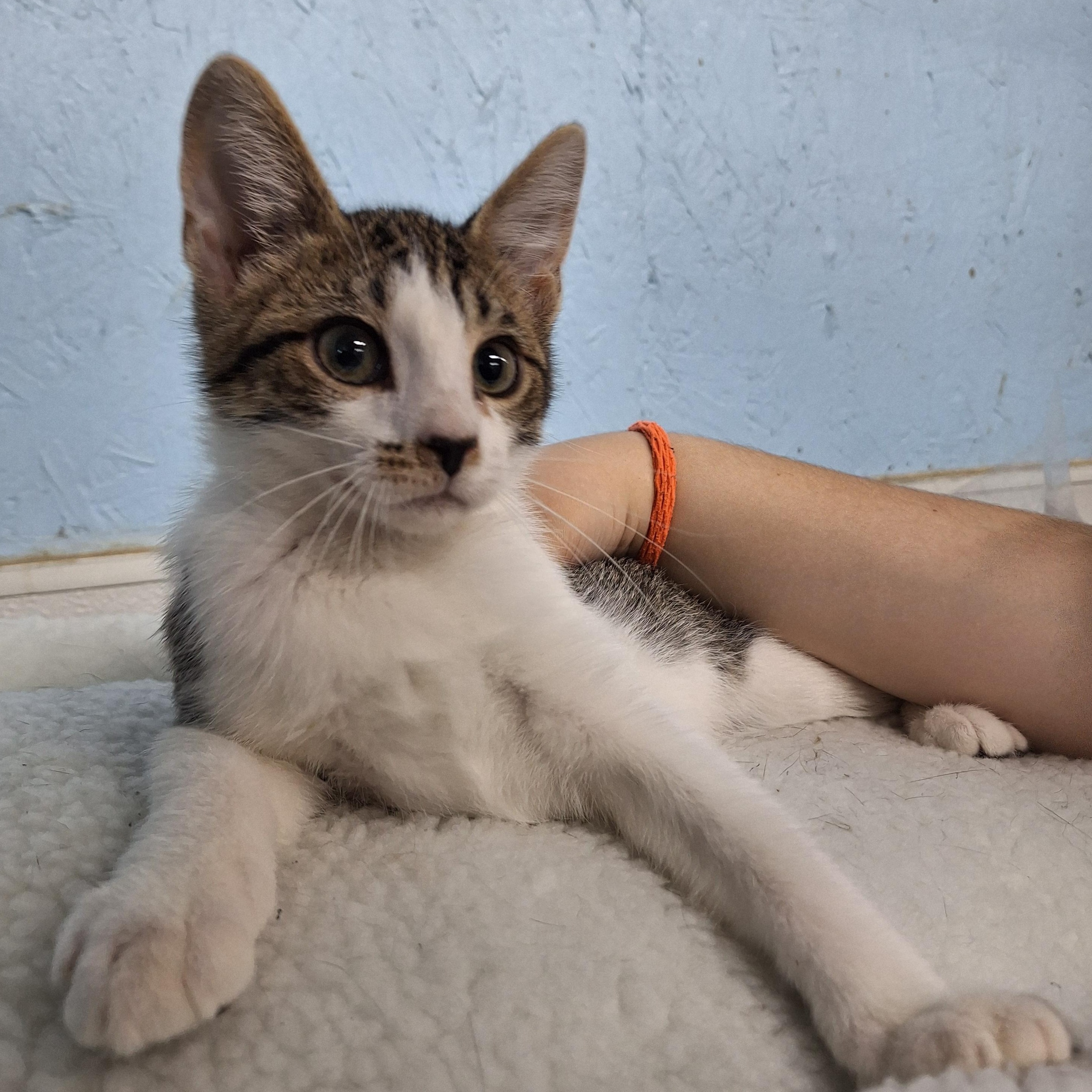 Enlarge Leroy, a ADOPTABLE Domestic Short Hair in Clarinda, IA image 2/2