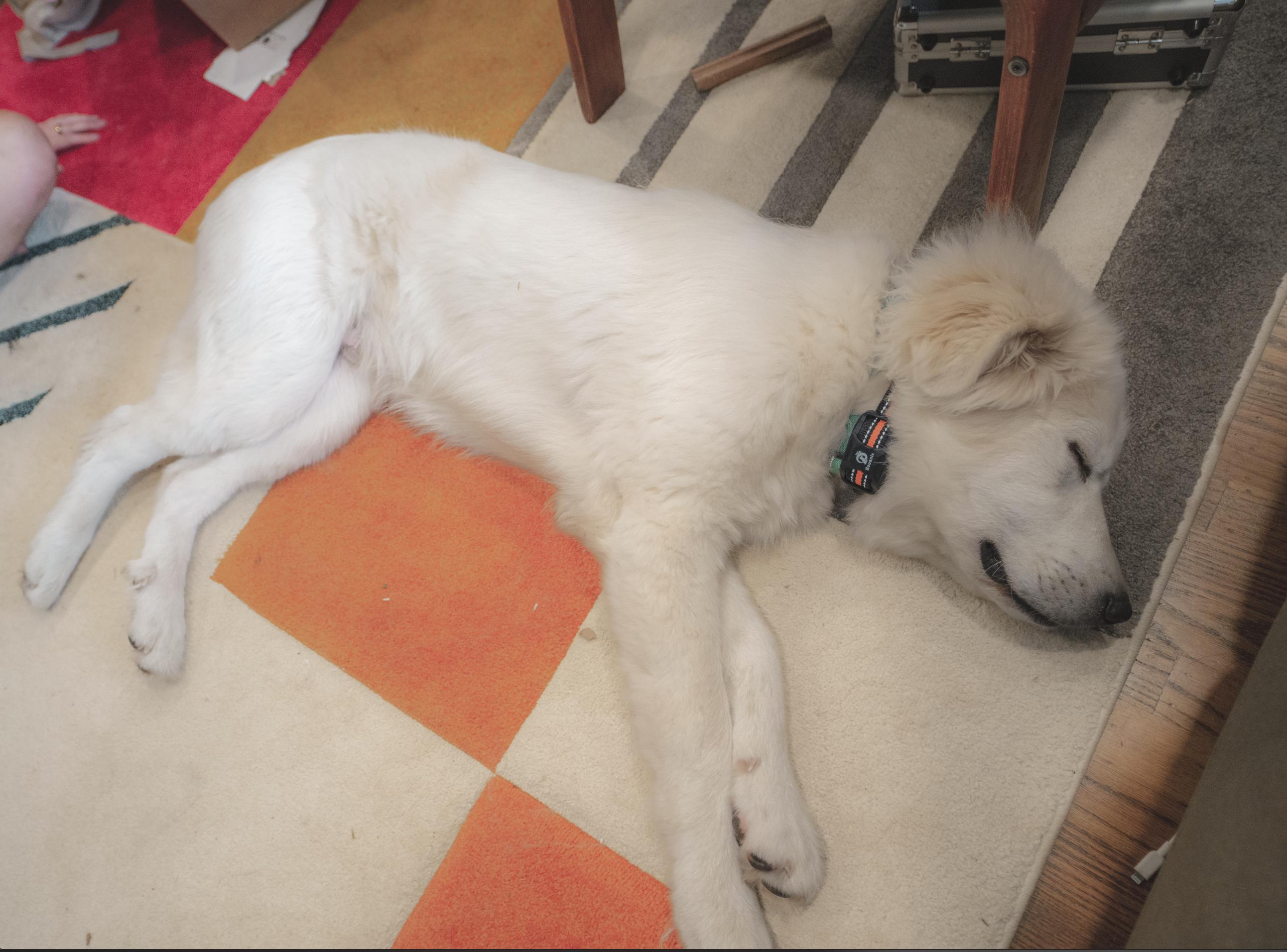 Nanook, adopted, Puppy Male Great Pyrenees.