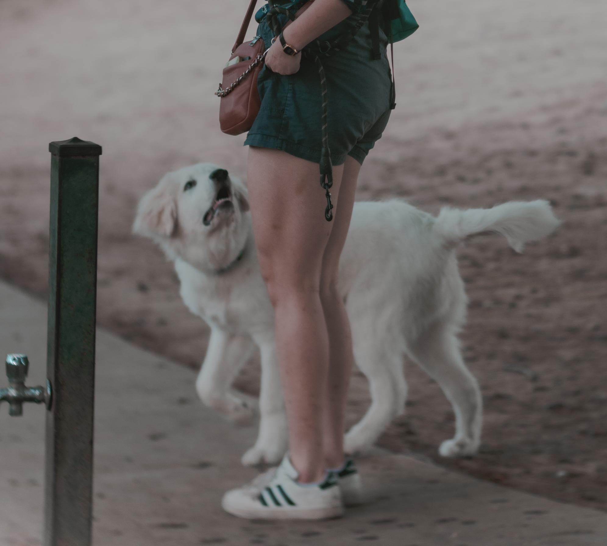 Enlarge Nanook, an adopted Great Pyrenees in Granite Bay, CA image 2/2